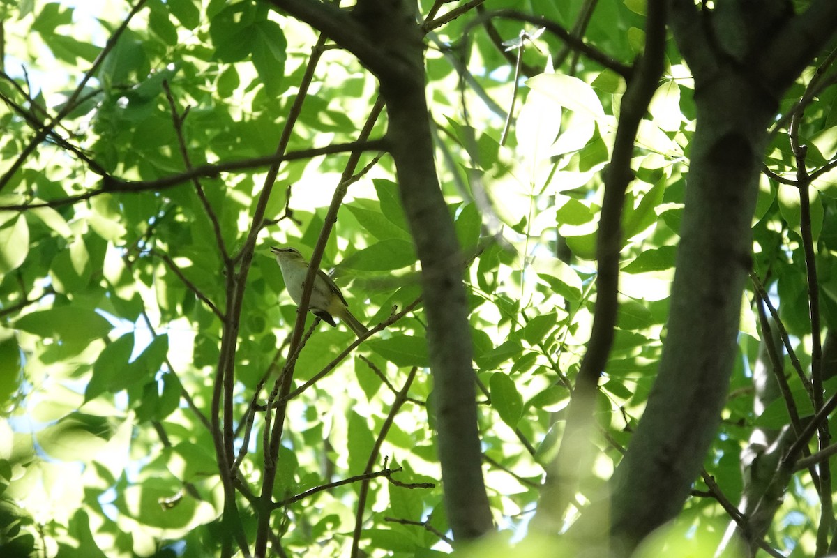 Chivi Vireo - ML646719060