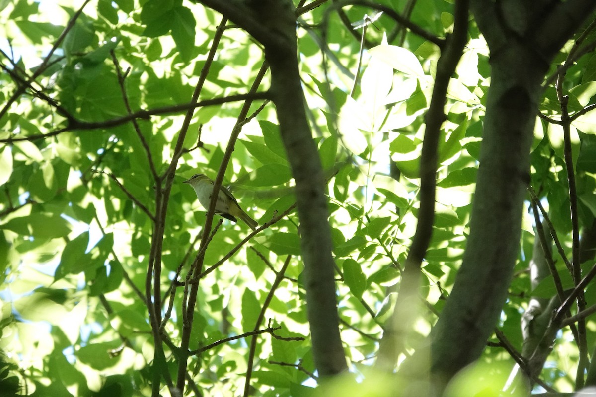 Chivi Vireo - ML646719061