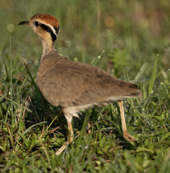 Temminck's Courser - ML646719062