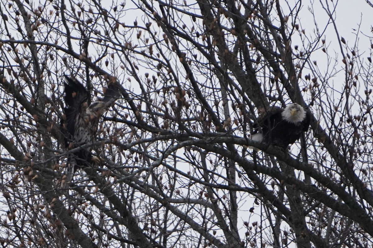 Bald Eagle - ML646719064
