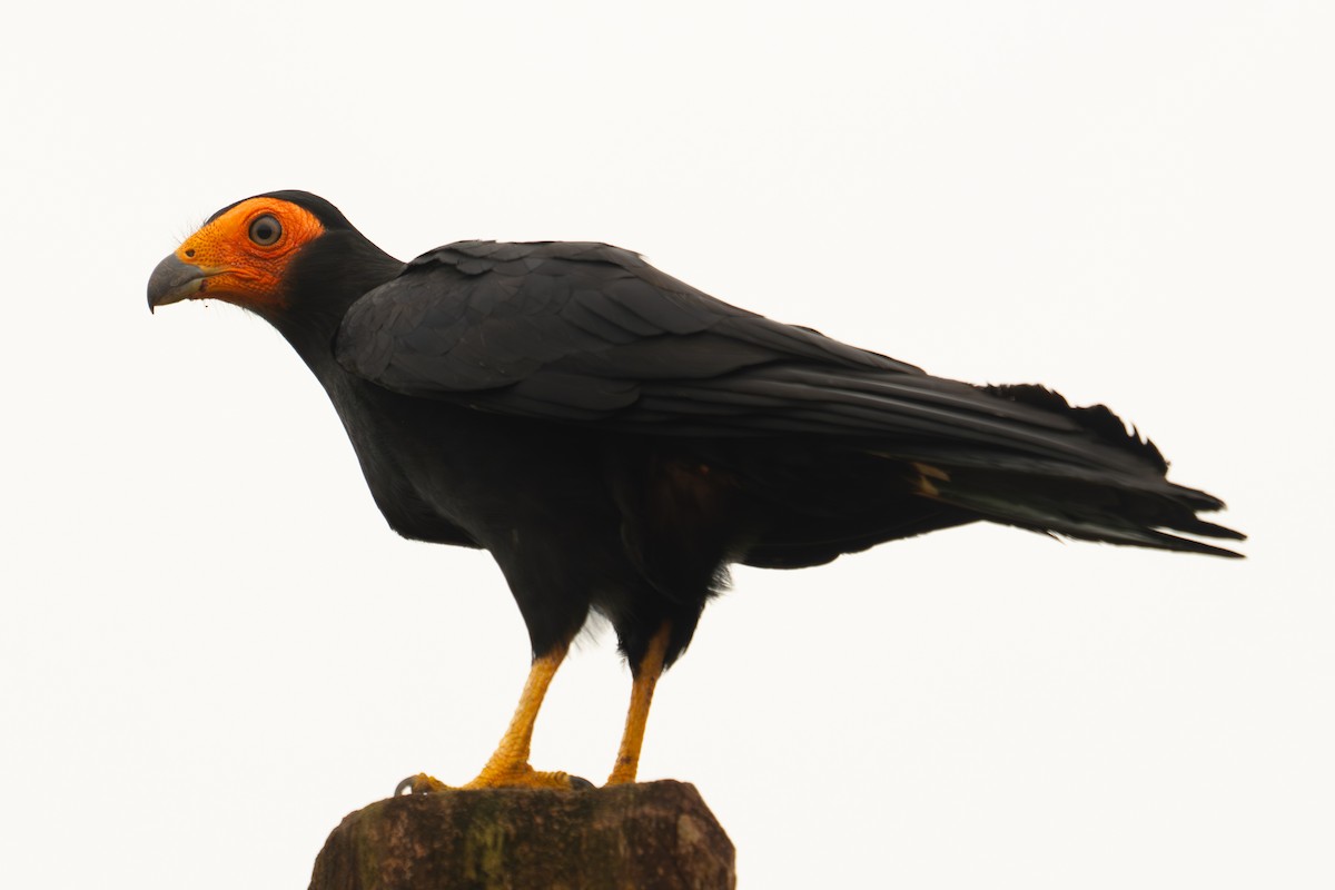 Black Caracara - ML646719065