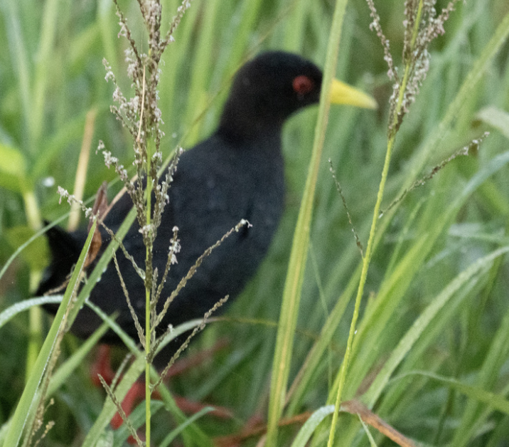 アフリカクロクイナ - ML646719066