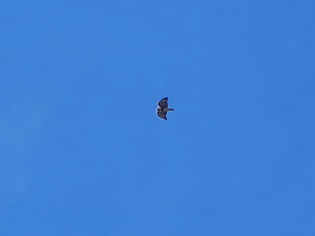 Red-tailed Hawk - ML646719067