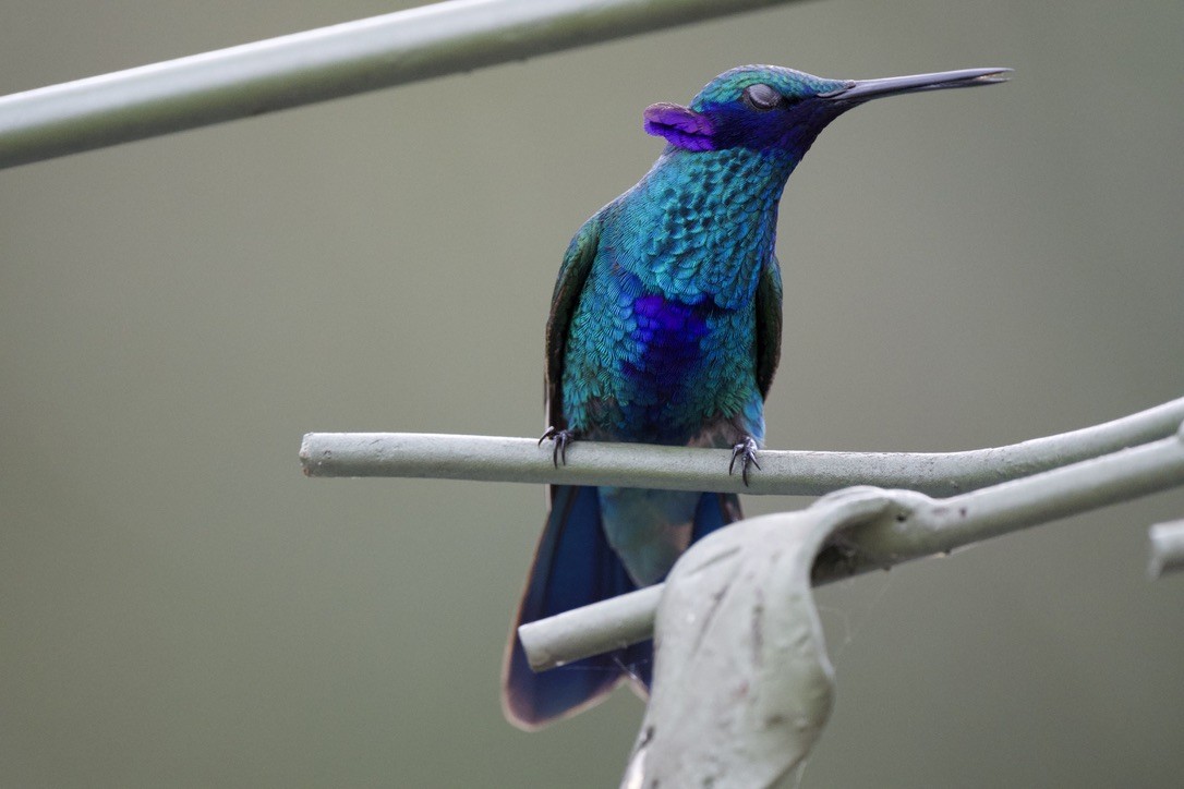 Sparkling Violetear - ML646719072