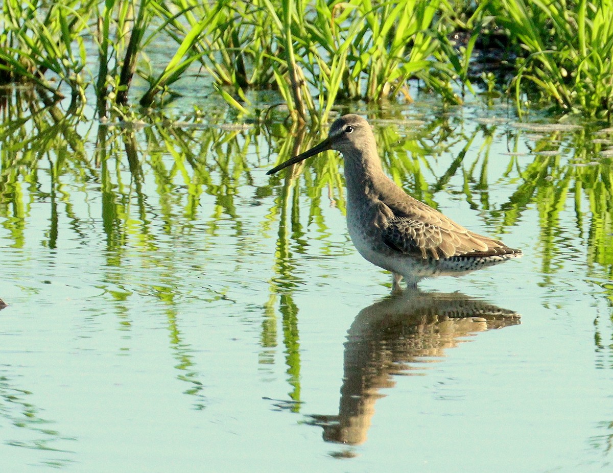 Kuliska oilagorra - ML646719073