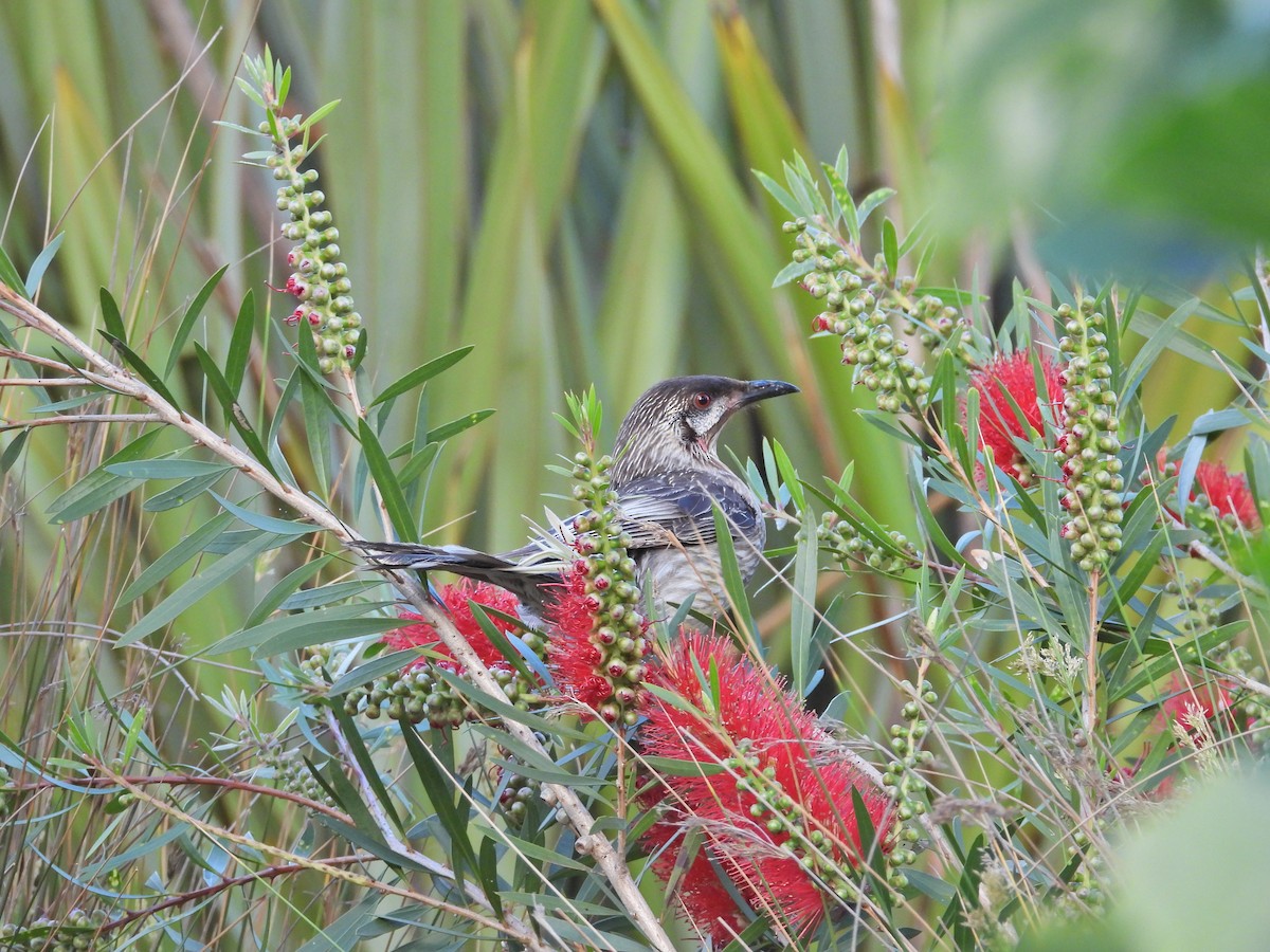 Rotlappen-Honigfresser - ML646719076