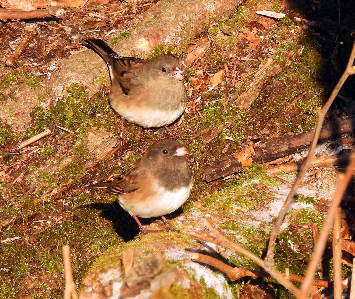 Dark-eyed Junco - ML646719085