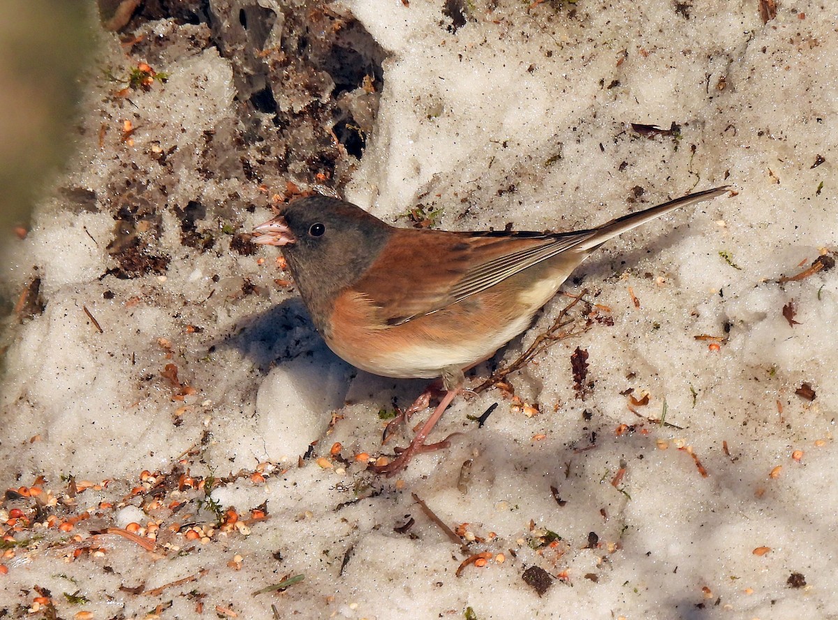 Dark-eyed Junco - ML646719086