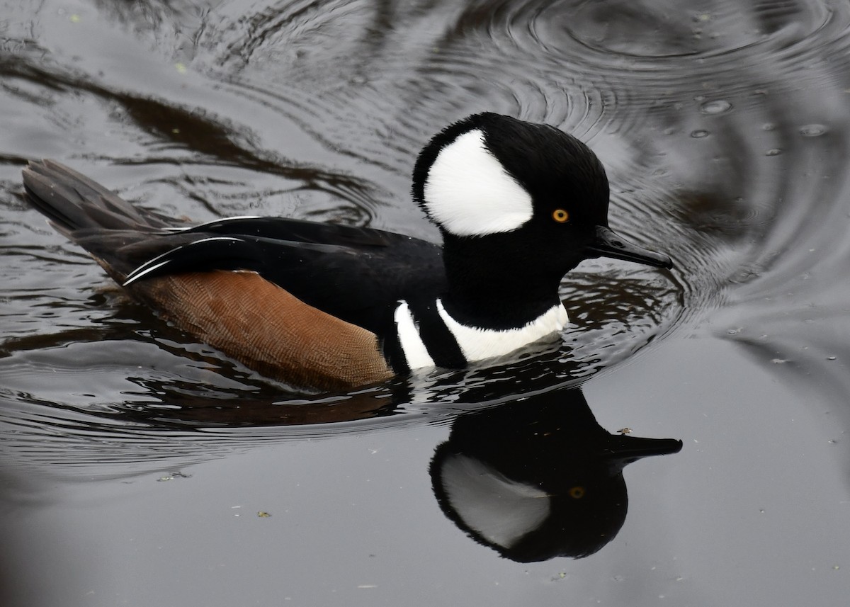 Hooded Merganser - ML646719087