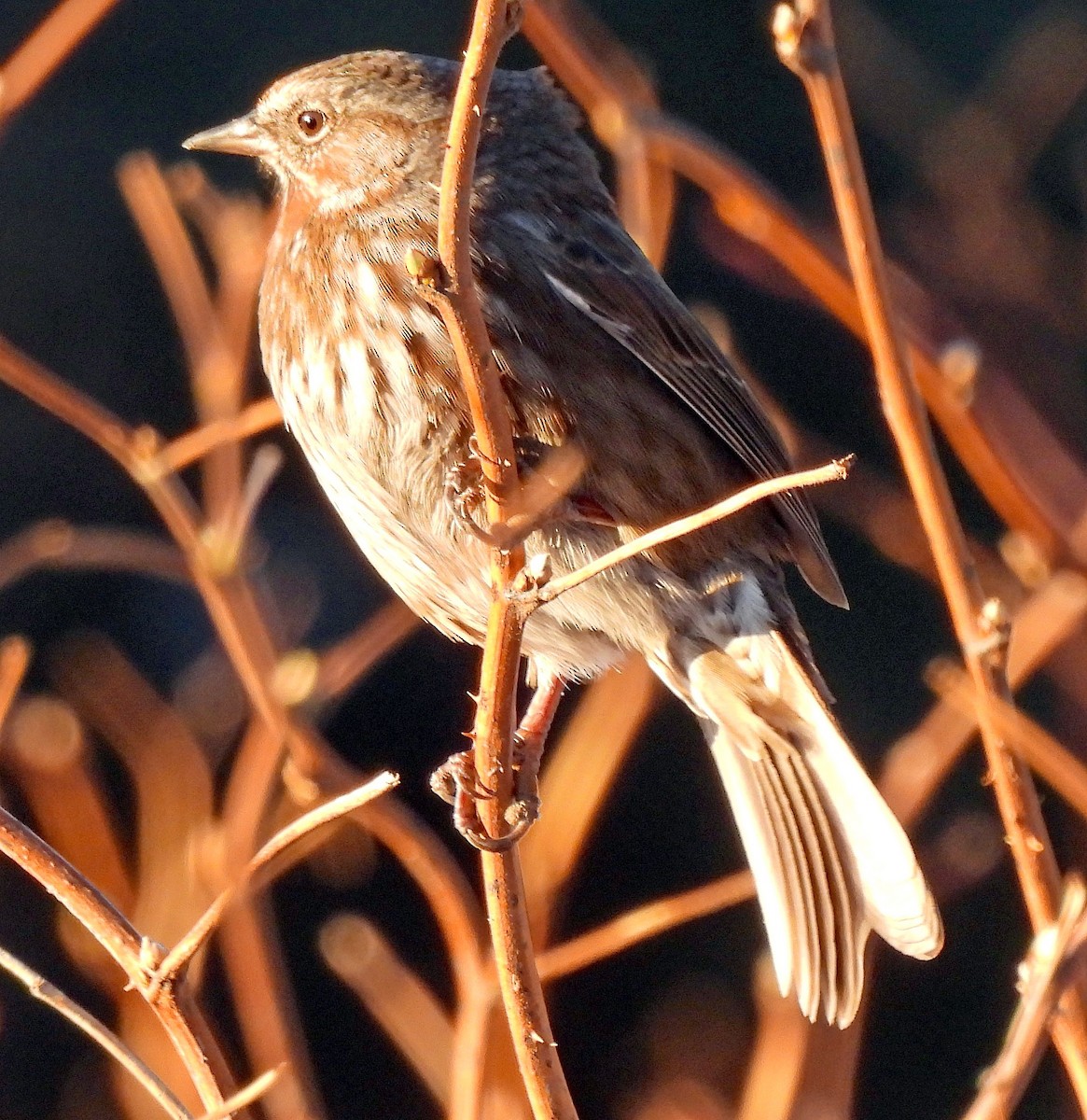 Song Sparrow - ML646719088