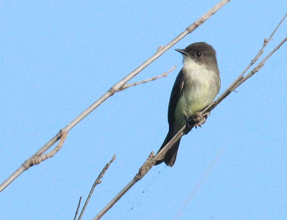 Eastern Phoebe - ML646719090
