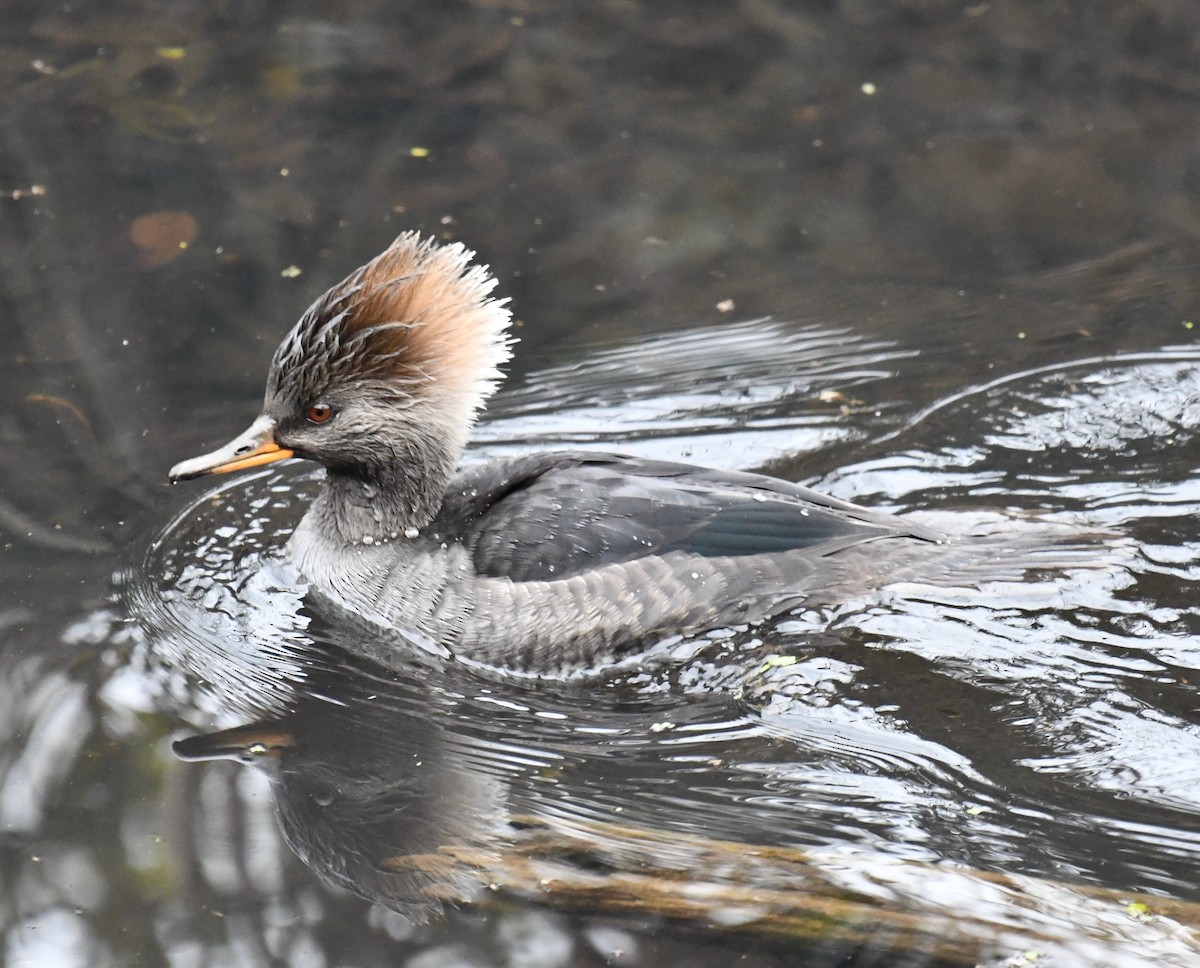 Hooded Merganser - ML646719091