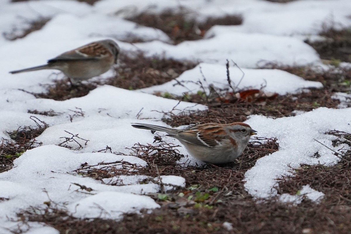 American Tree Sparrow - ML646719095