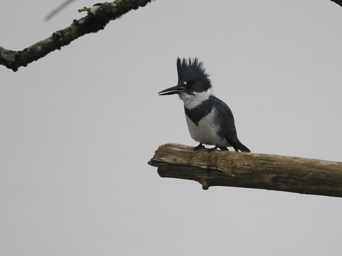 Belted Kingfisher - ML646719102