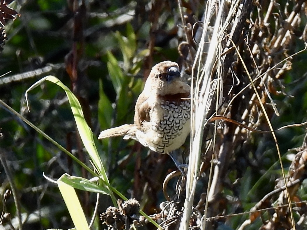 Munia pettosquamato - ML646719104