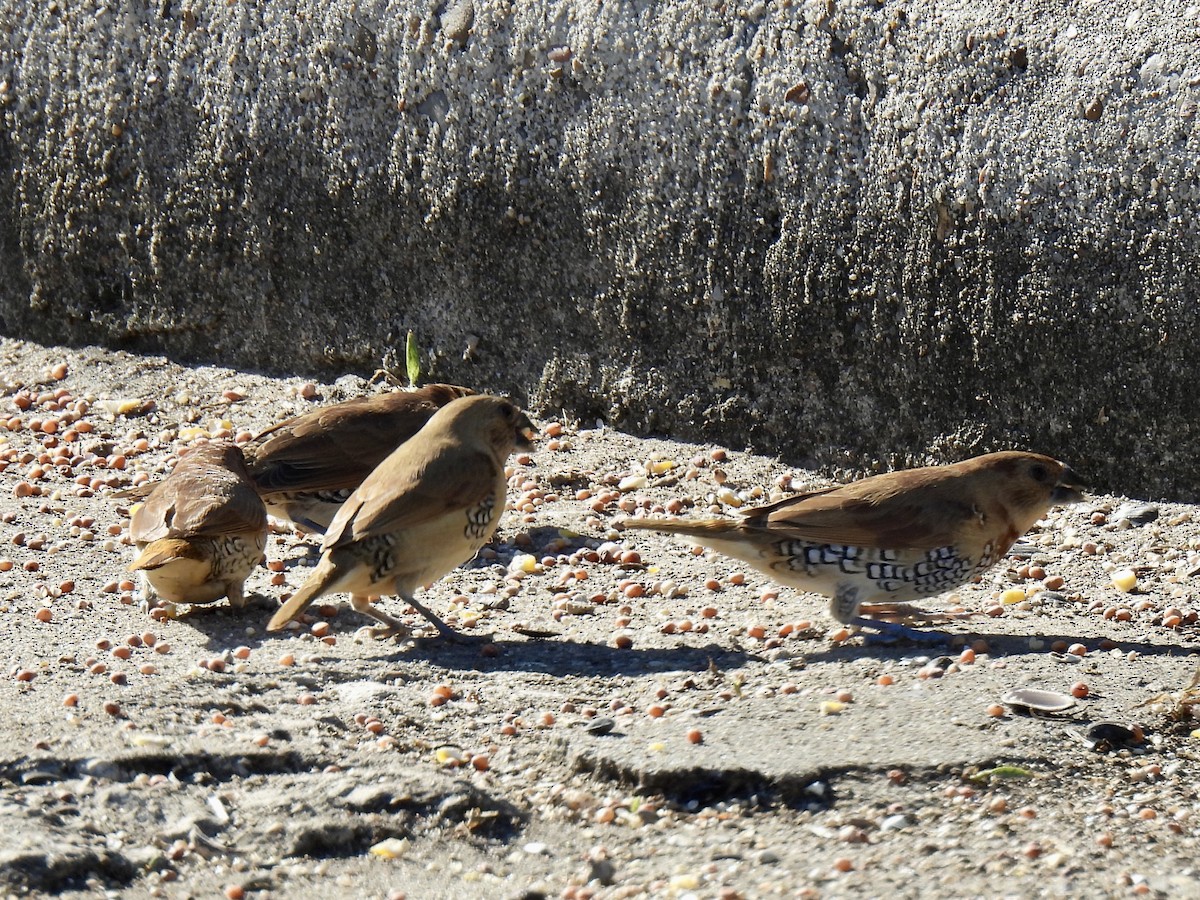 Munia pettosquamato - ML646719105