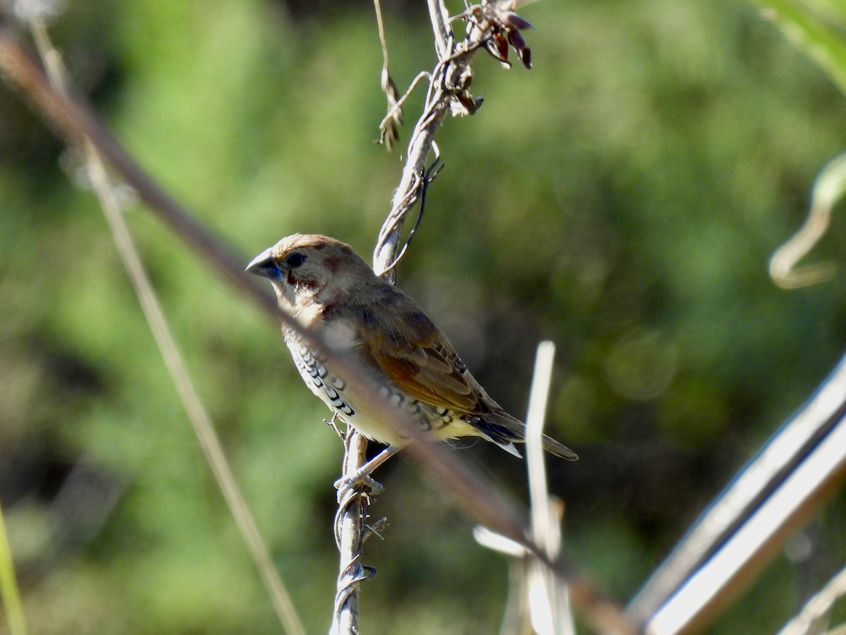 Munia pettosquamato - ML646719106