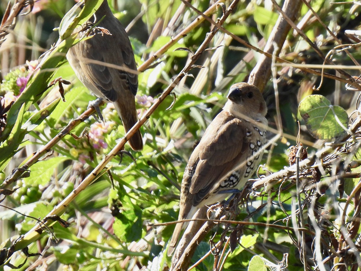 Munia pettosquamato - ML646719107