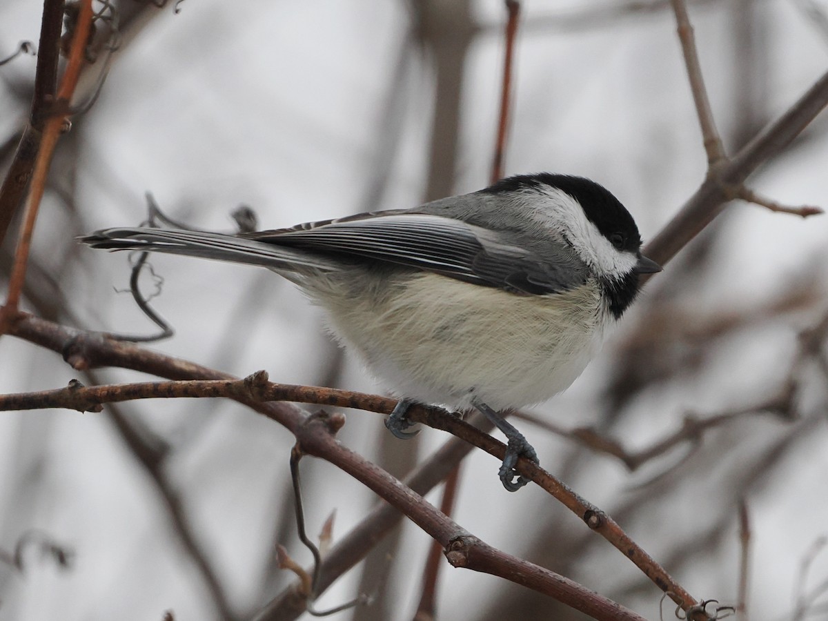 Black-capped Chickadee - ML646719109