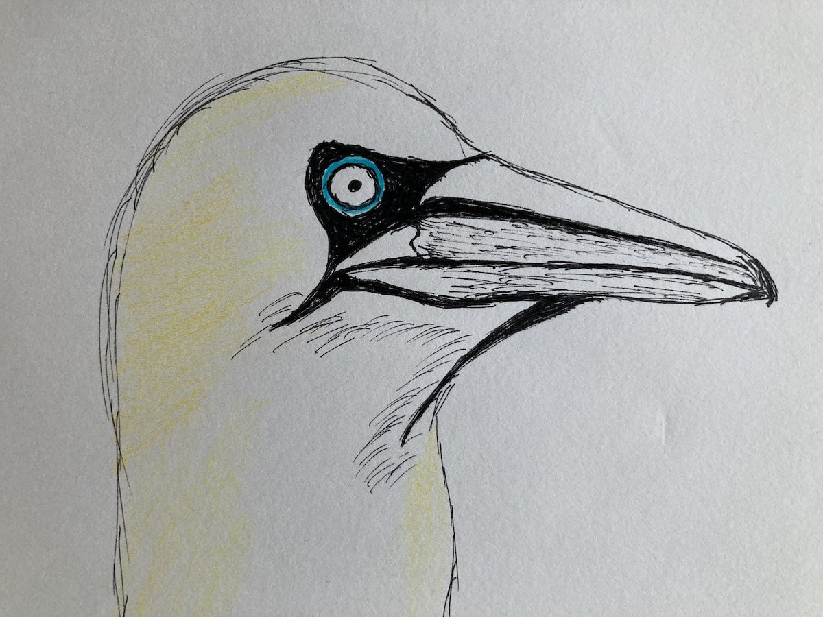 Northern Gannet - ML646719115