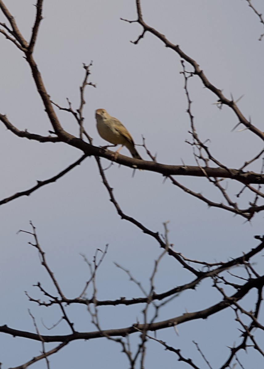 Prinia à plastron - ML646719118
