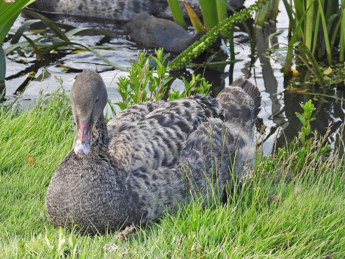 ברבור שחור - ML646719119