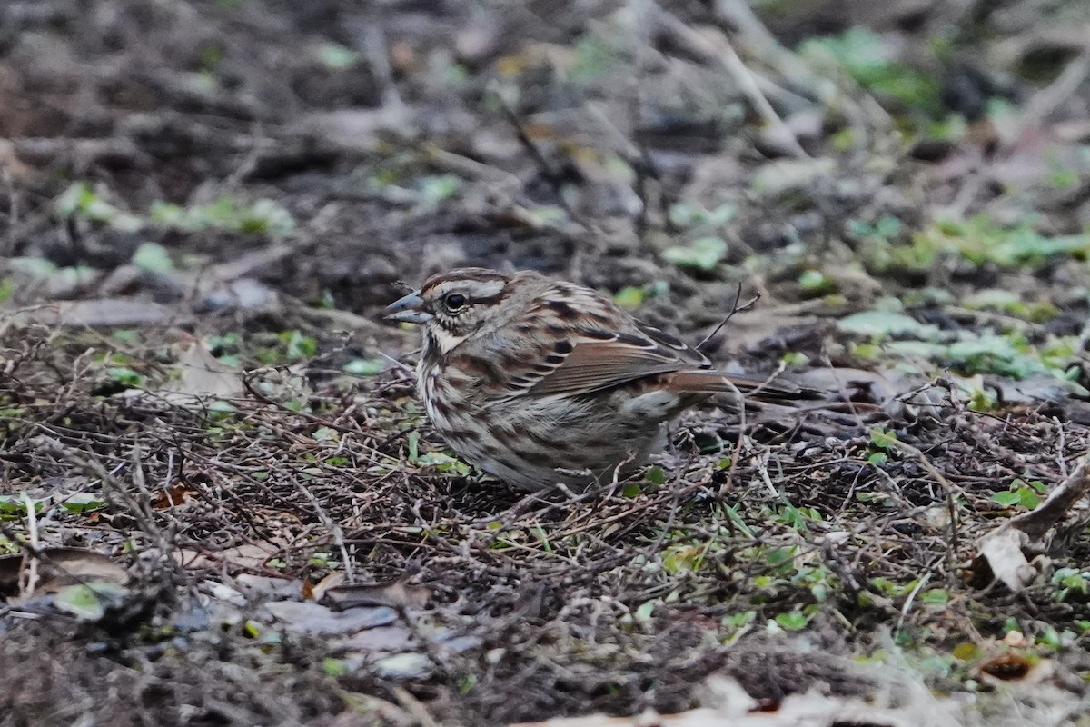 Song Sparrow - ML646719127