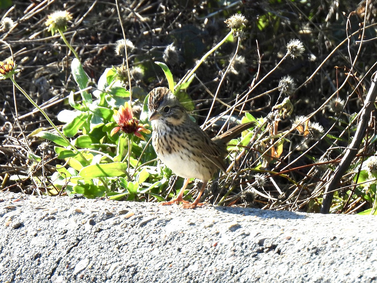 Lincoln's Sparrow - ML646719131