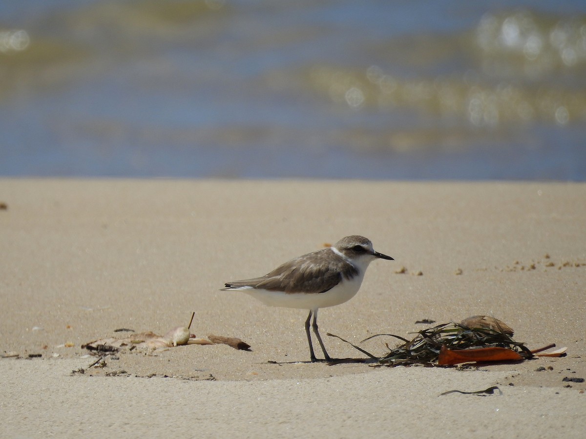 חופמי אלכסנדרי - ML646719135