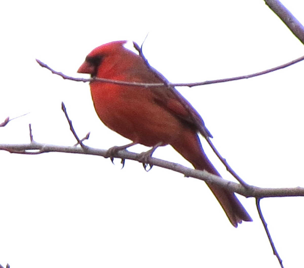 Northern Cardinal - ML646719138