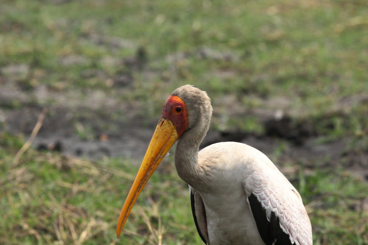 חסידן ורוד - ML646719143
