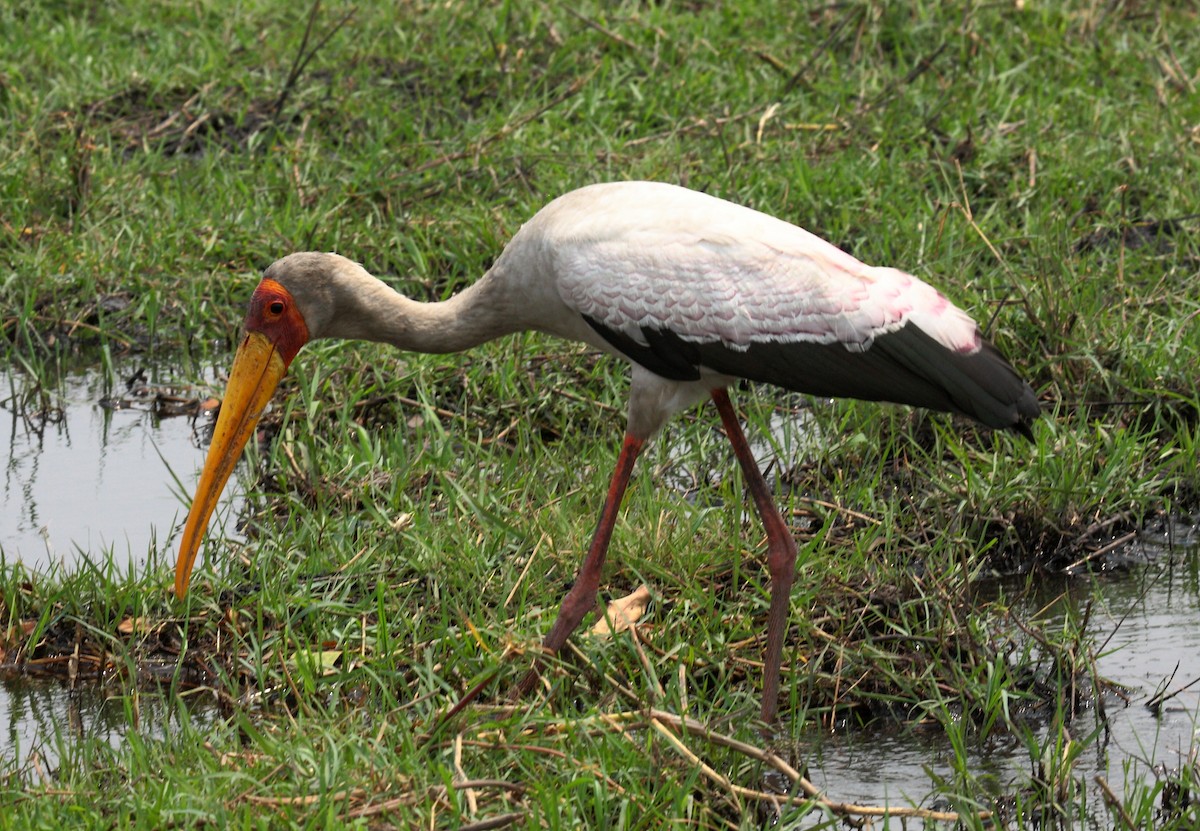 חסידן ורוד - ML646719144