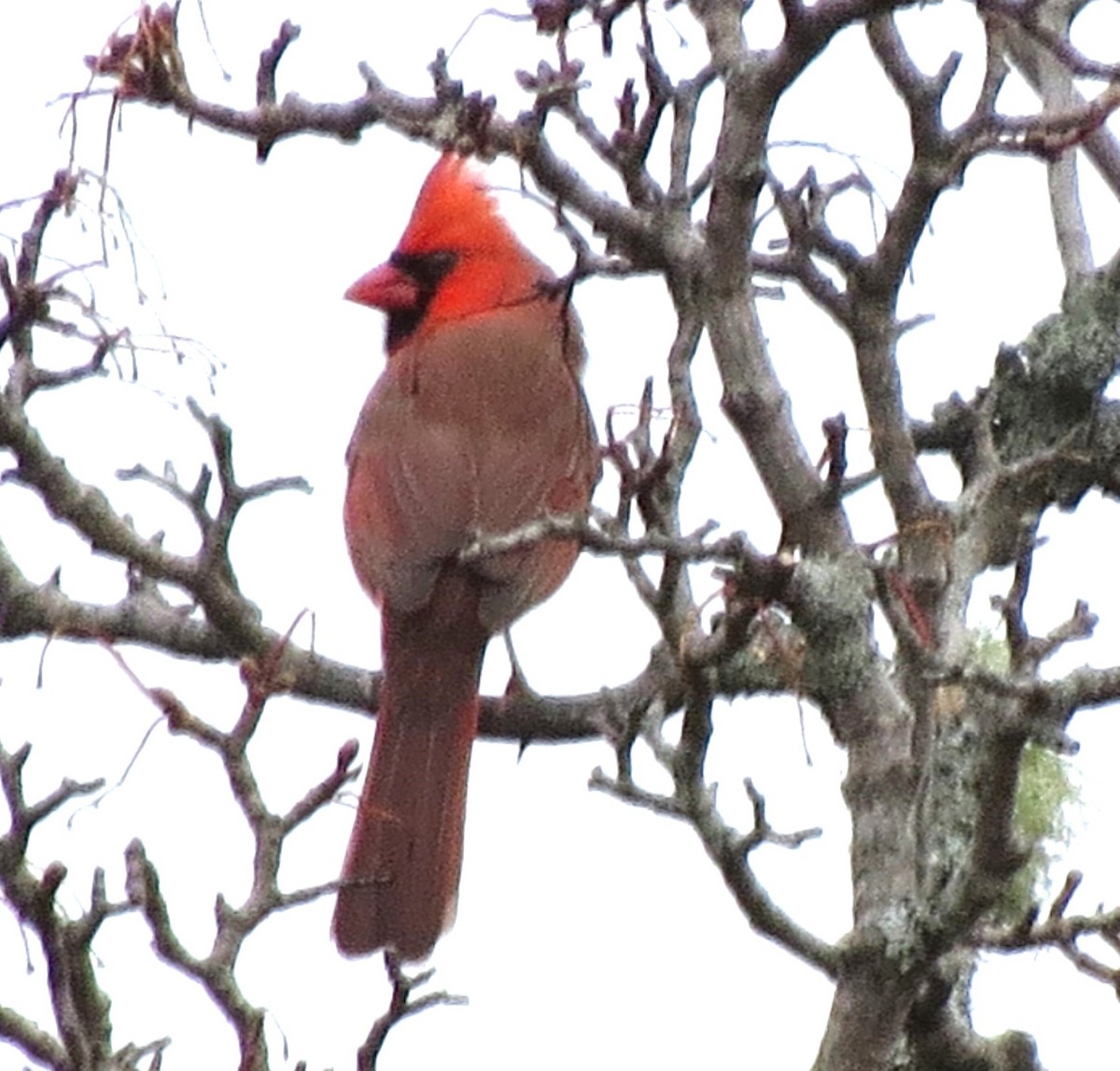 Northern Cardinal - ML646719145