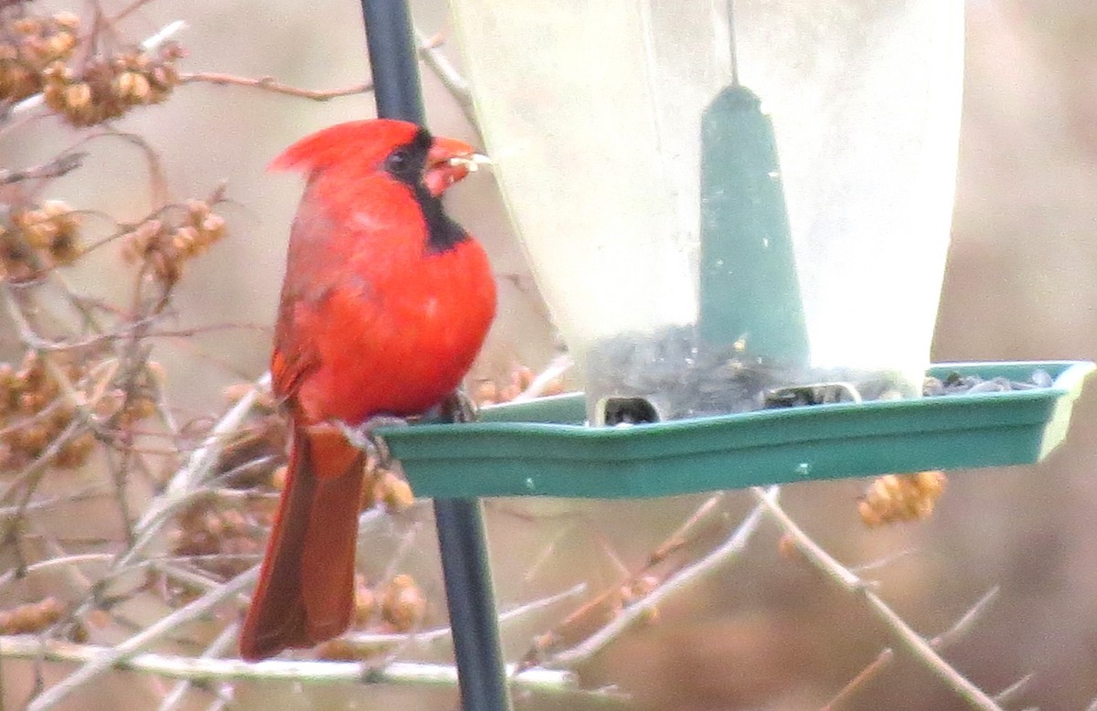 קרדינל צפוני - ML646719146