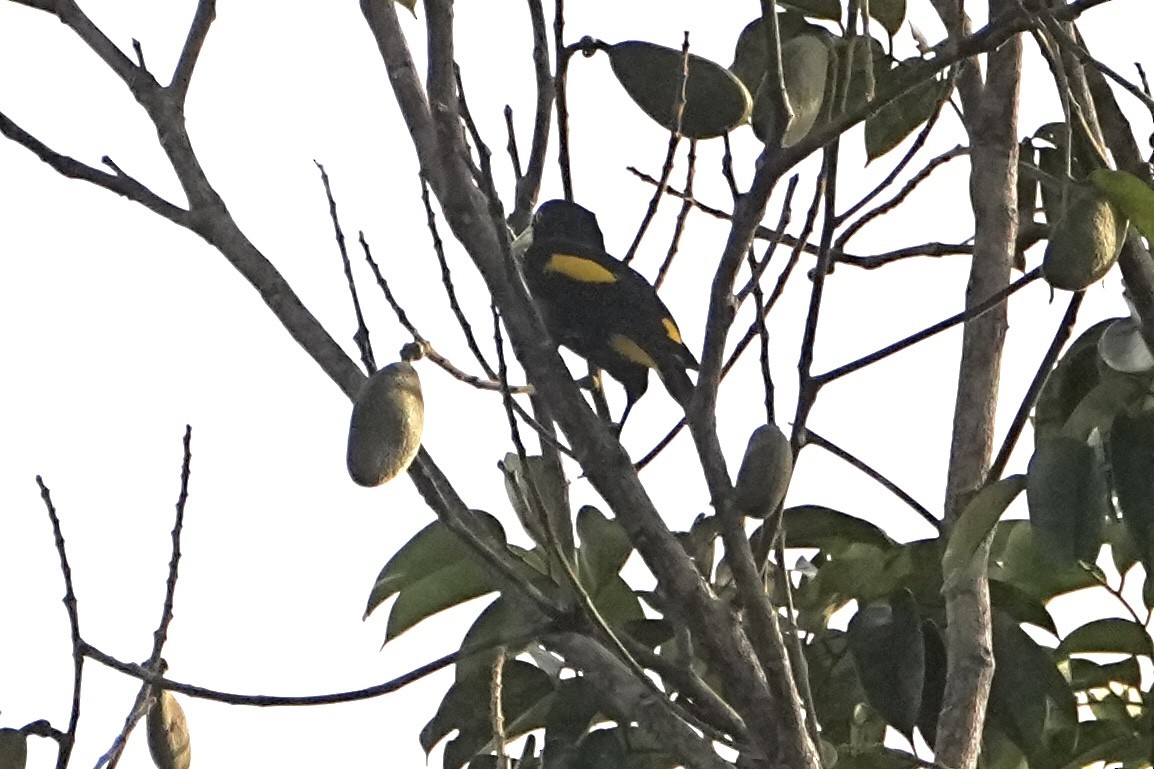 Yellow-rumped Cacique - ML646719147