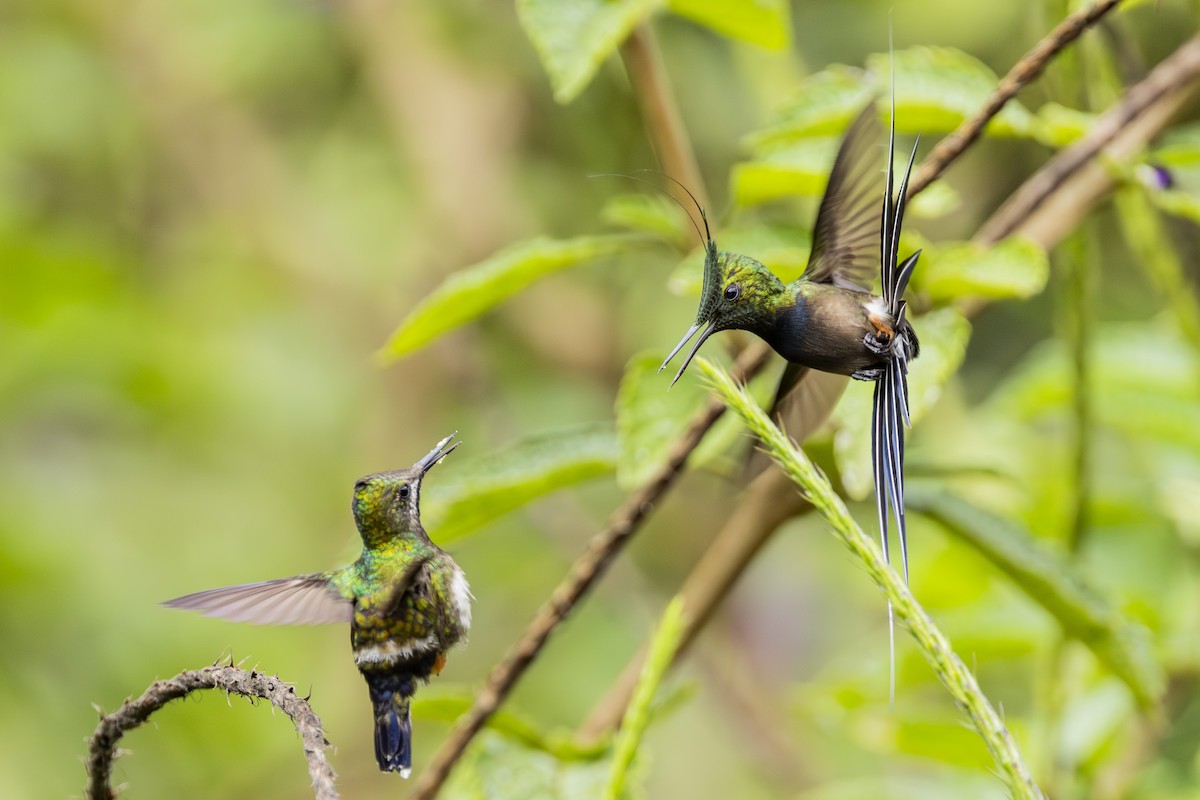 Wire-crested Thorntail - ML646719148