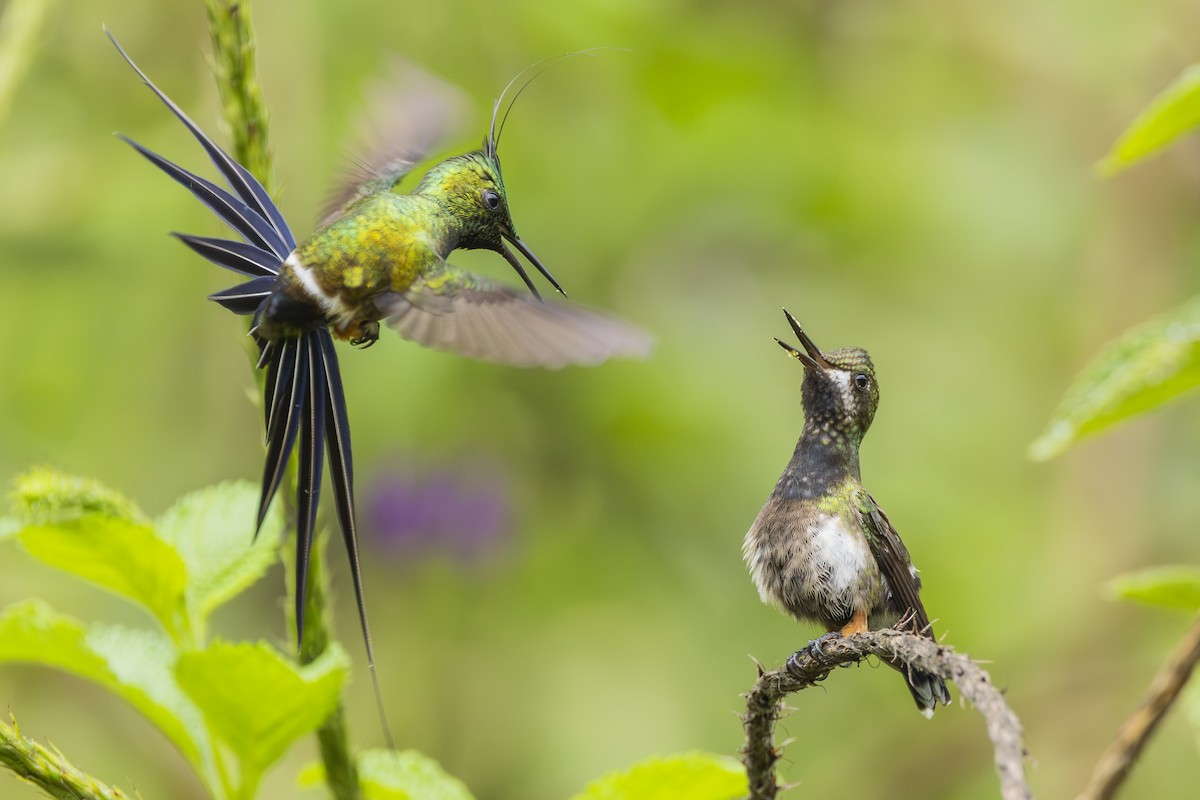 Wire-crested Thorntail - ML646719149