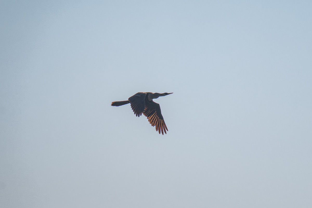 נחשון אמריקני - ML646719150