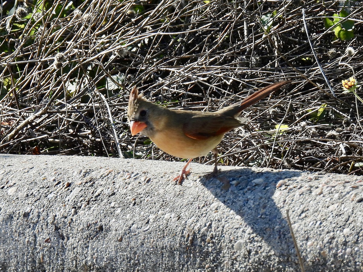 קרדינל צפוני - ML646719151