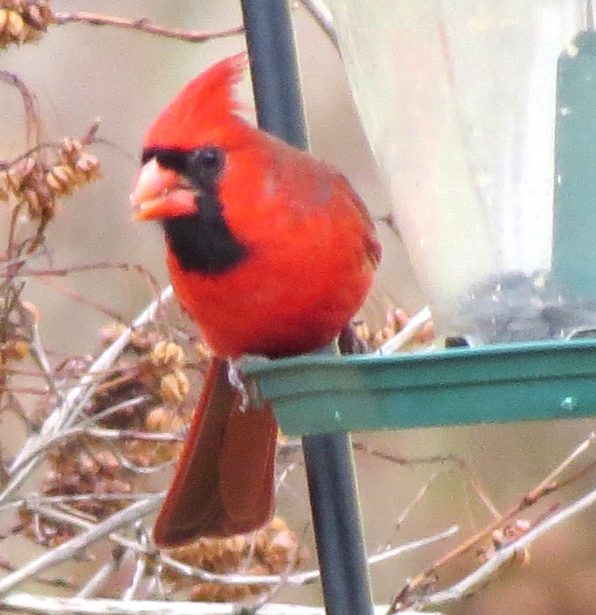 קרדינל צפוני - ML646719152