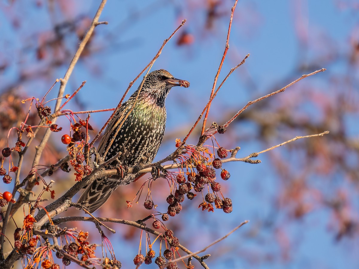 זרזיר מצוי - ML646719153
