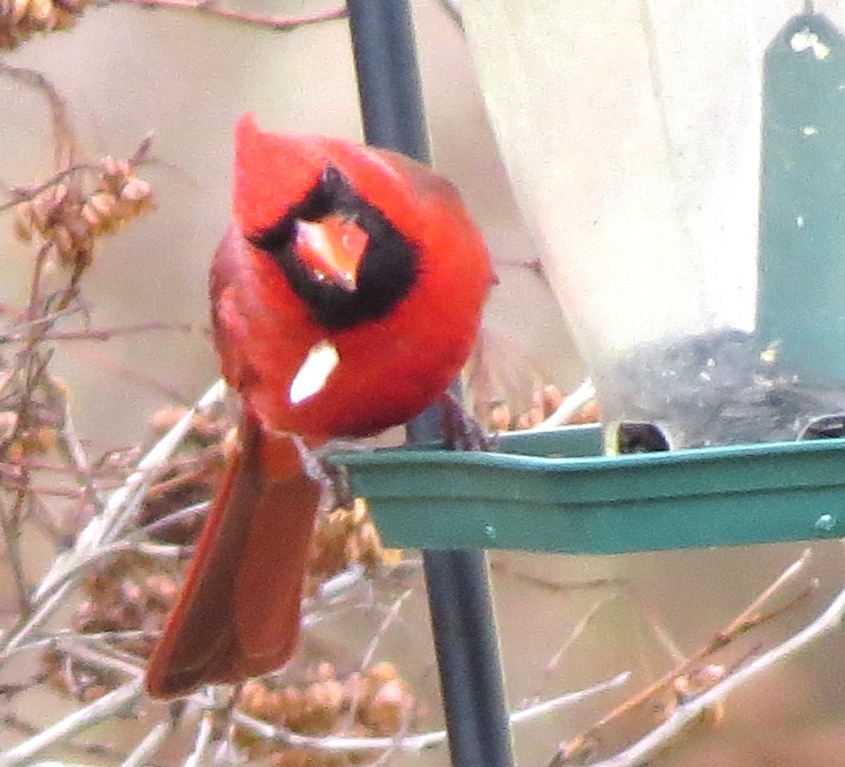 קרדינל צפוני - ML646719154