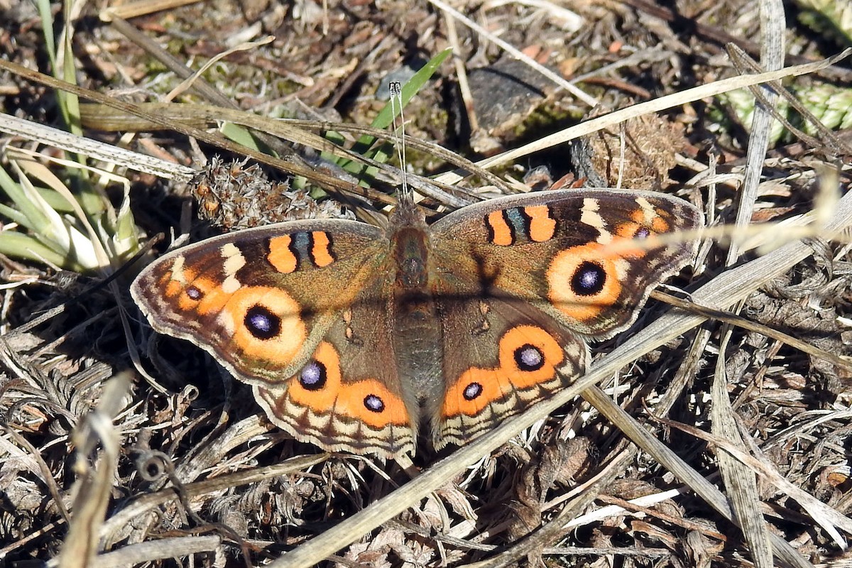 Meadow Argus - ML646719155