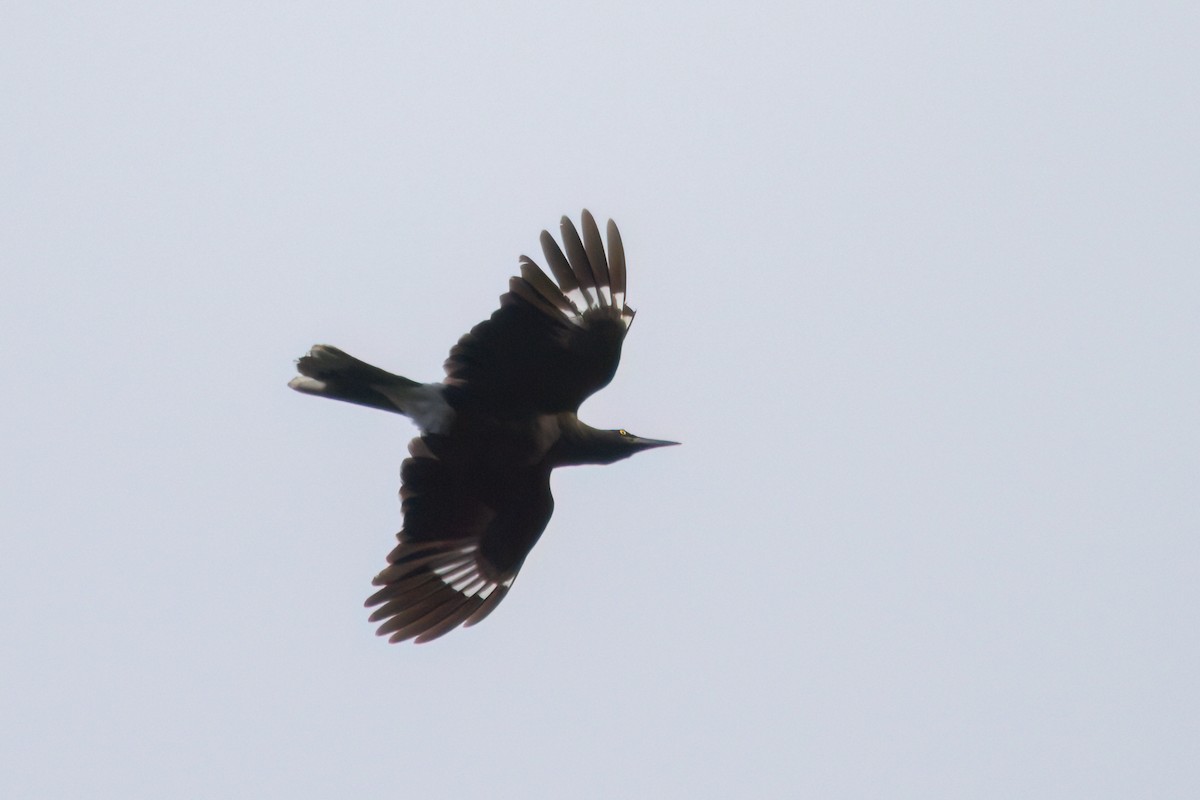 Gray Currawong (Clinking) - ML646719156