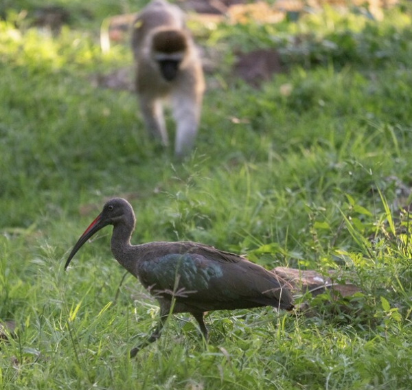 Hadada Aynağı - ML646719157