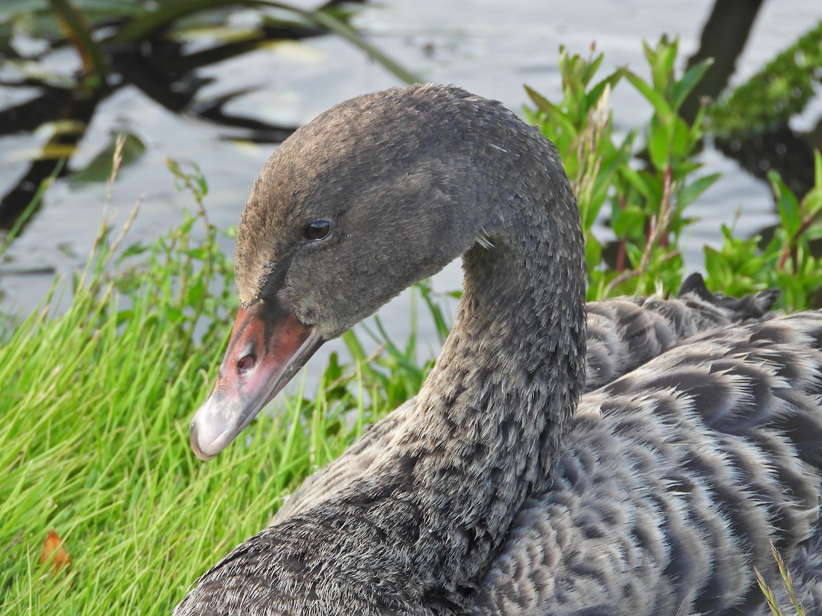 Schwarzschwan - ML646719158