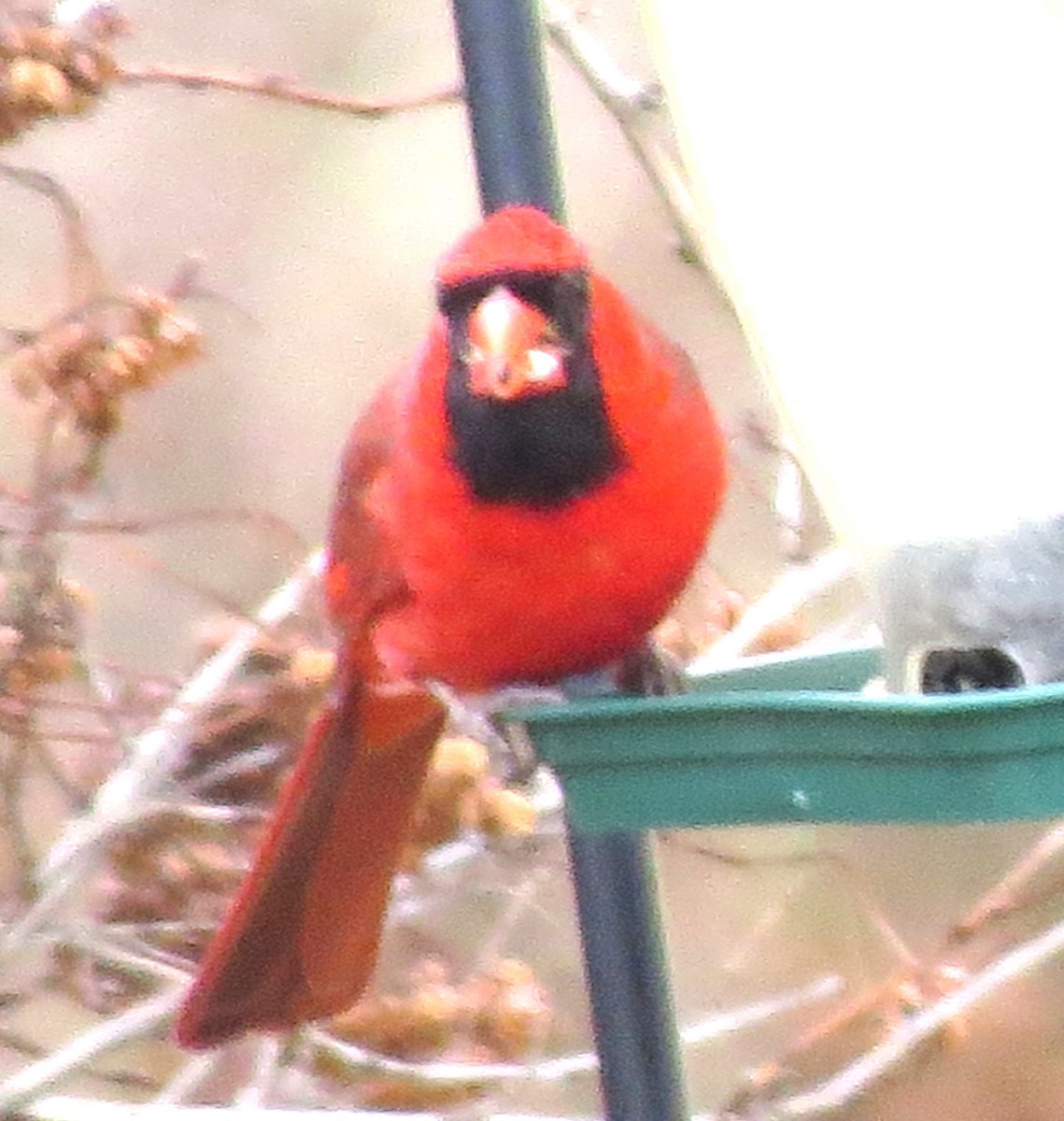 קרדינל צפוני - ML646719159
