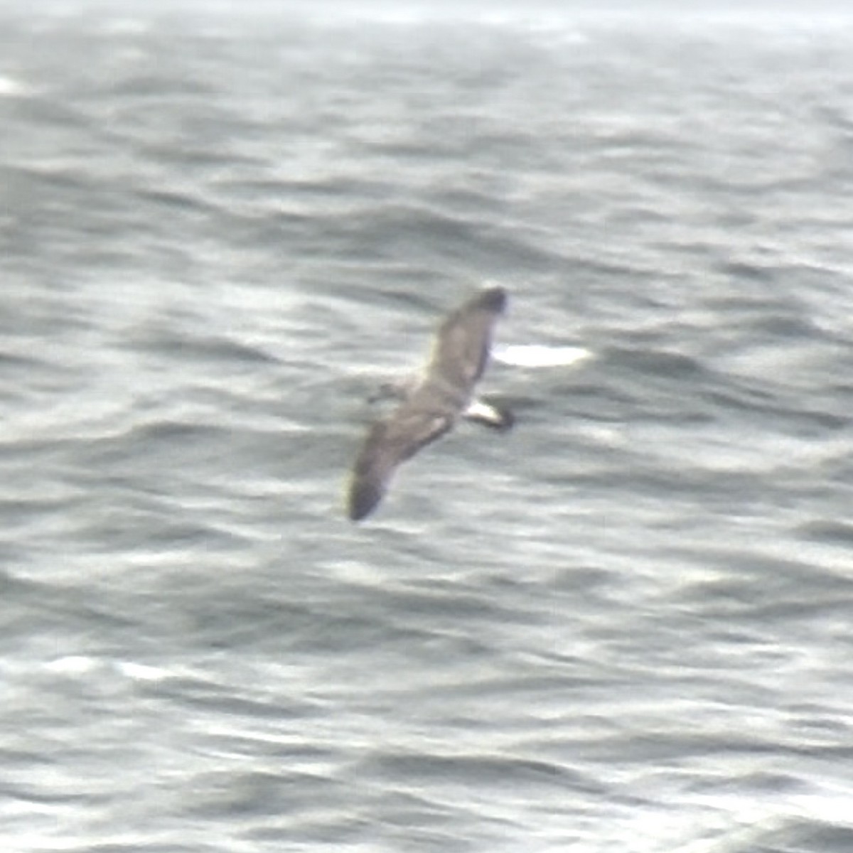 Western Gull - ML646719160