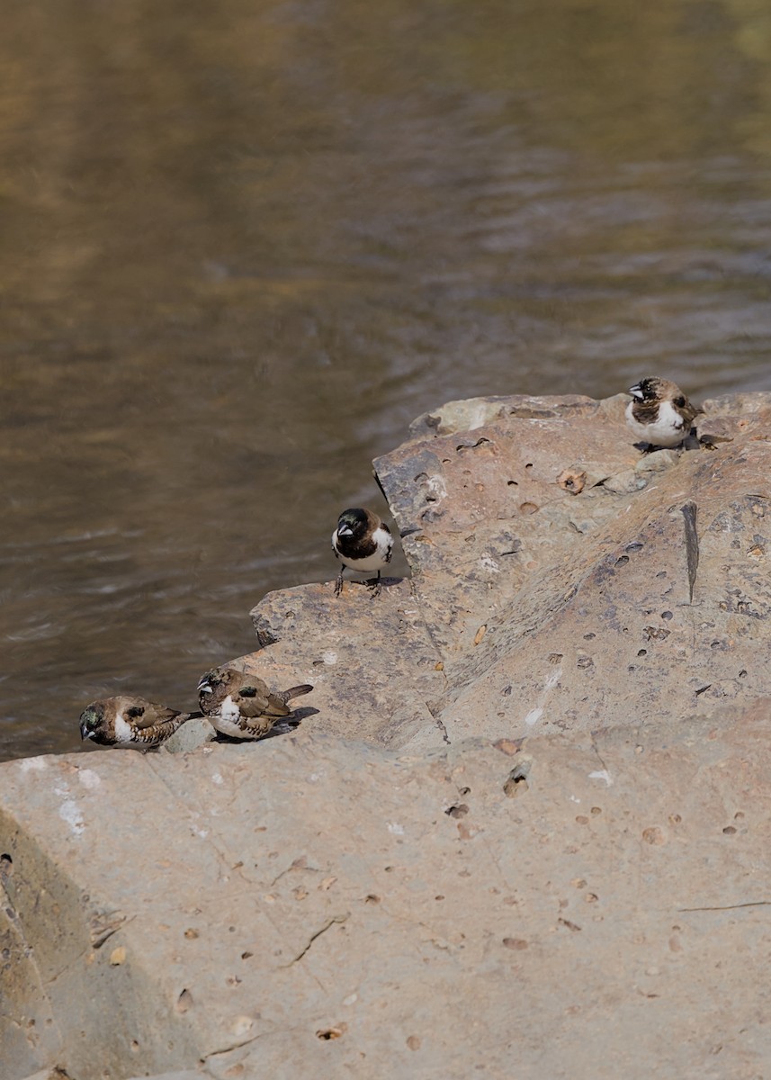 Bronze Mannikin - ML646719161