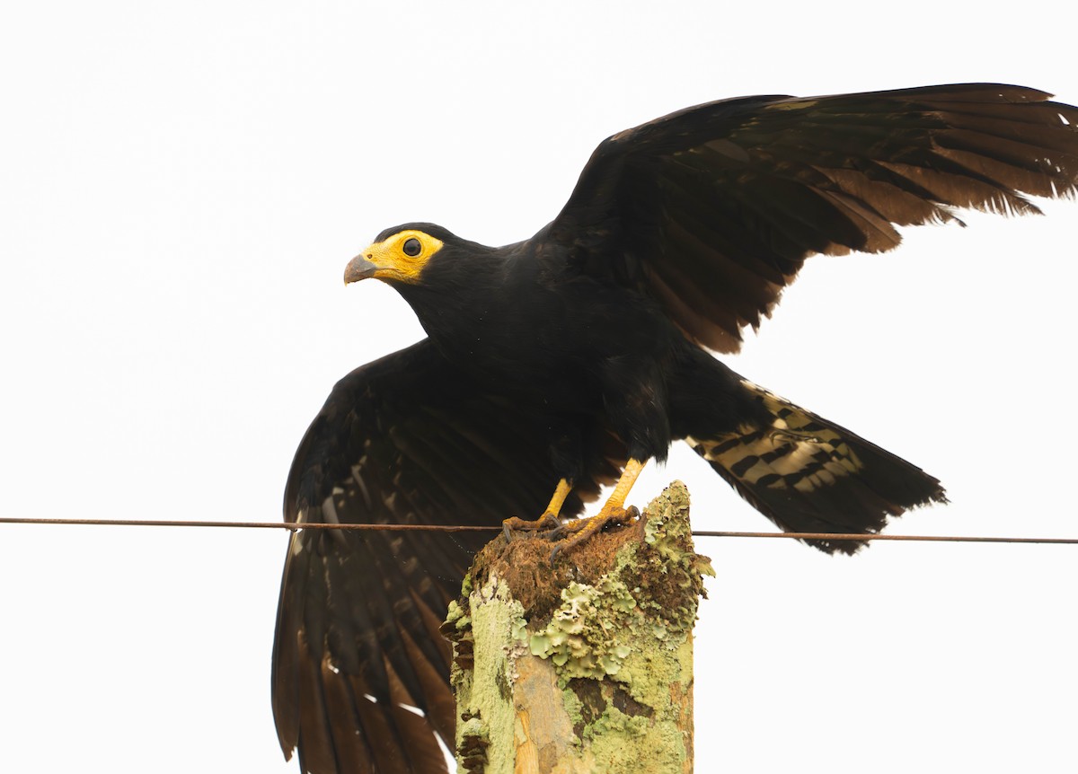 Black Caracara - ML646719162